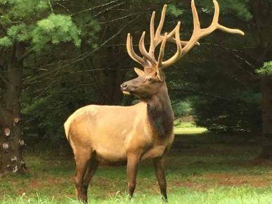 Sinnamahoning_elk Elk with big antlers at Sinnemahoning Sportsmen's Club