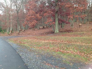 Herd of Elk at Sinnemahoning Sportsmen's Club