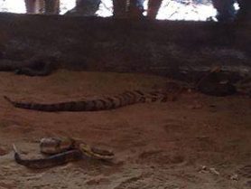 Sinnemahoning Sportsmen's Club Snake Hunt