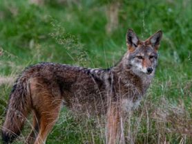 Coyote in the tall grass Sinnemahoning Annual Coyote Hunt